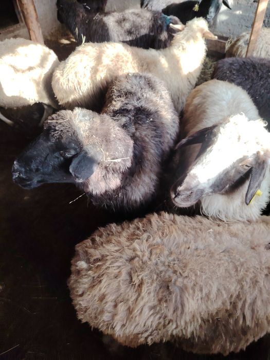 барашки на окoрме