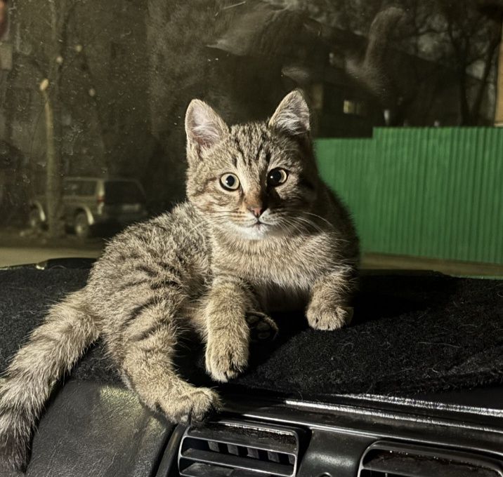 Потерялся котенок