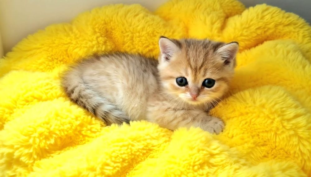 БриТансКие КотЯта