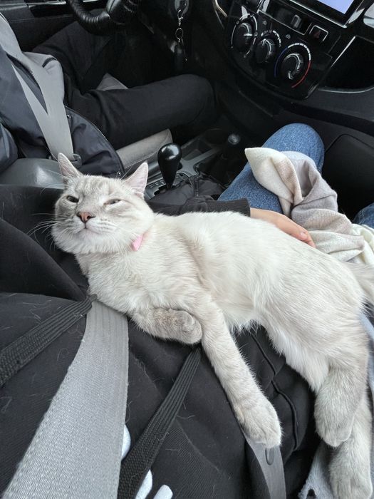 Отдам в добрые руки бесплатно