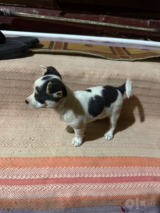 It paroda chixuaxua
