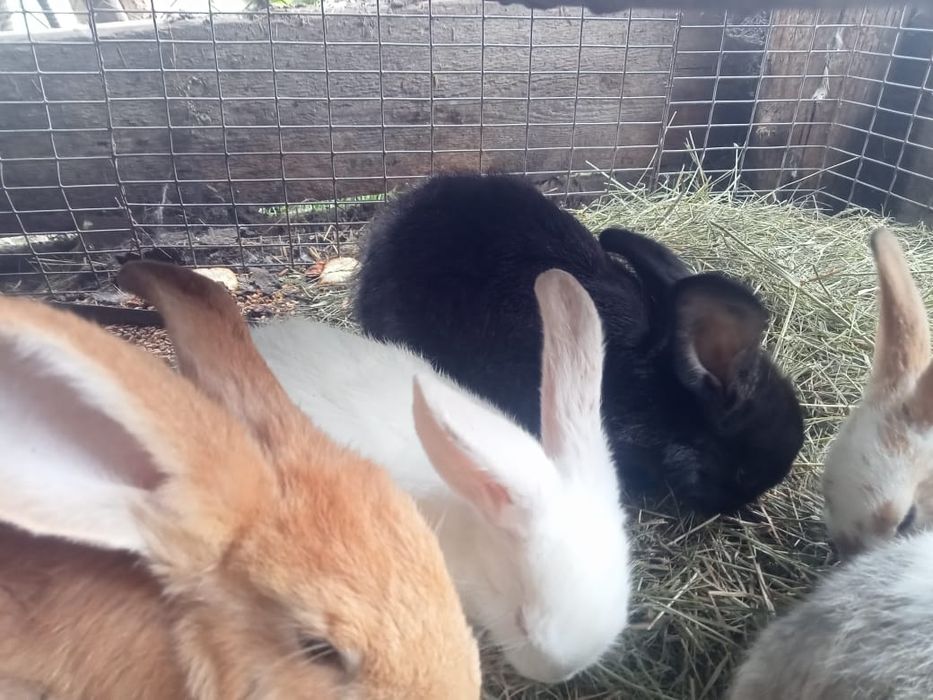 Крольчата разные