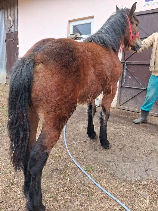 Mânz de vanzare 8 luni