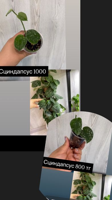 Комнатные цветы разные
