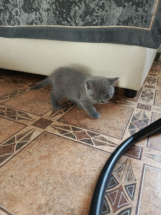Котенок скотиш стрейд