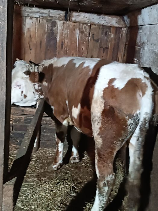 Чистокровный симментал