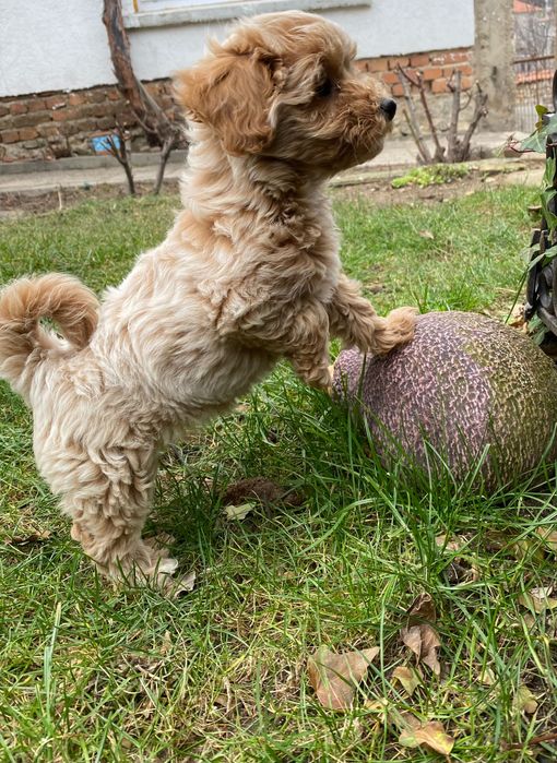 Пудел Той Без радословие