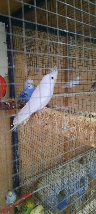 Мир птицы цена разное Туркестан