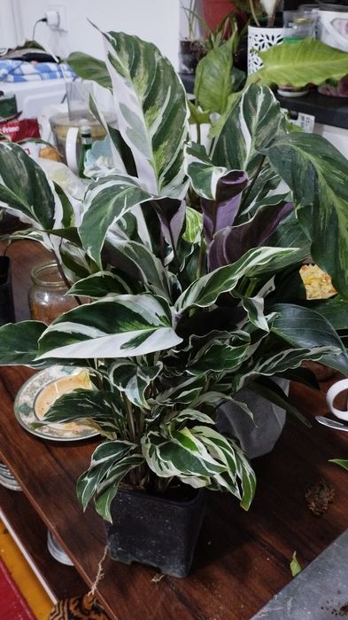 Гортензия в горшке