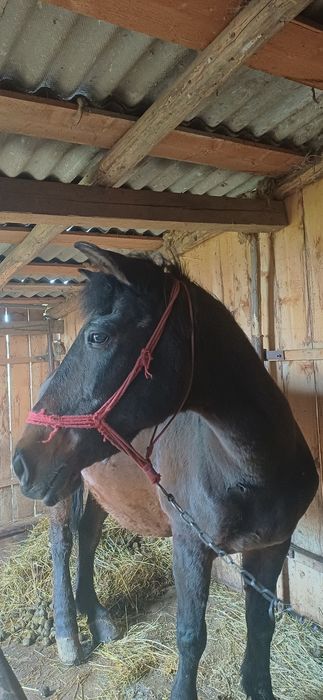Vând iapă din rasa Metis  Semigreu Românesc