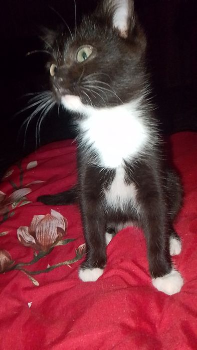 Отдам двух маленьких девочек