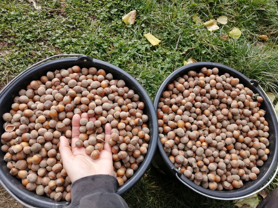 Alune de pădure de cultură