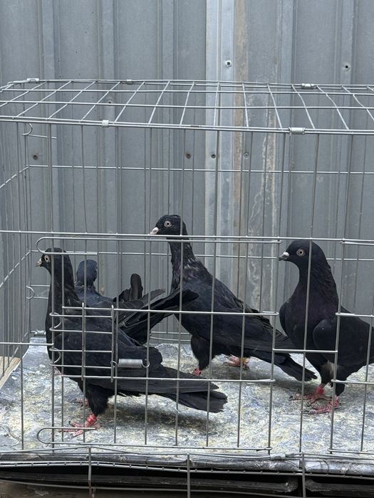 Голуби жуки бакинцы