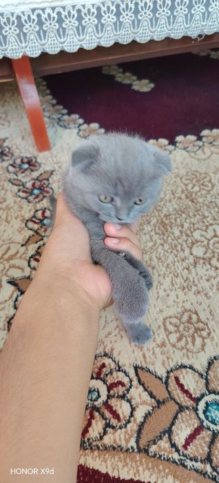 Scottish fold mushuk