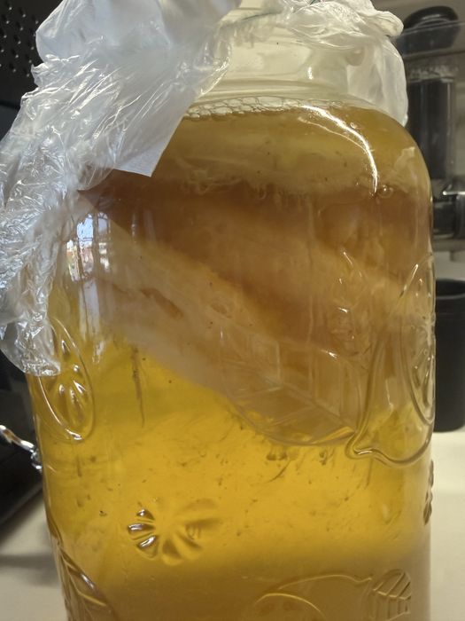 Гъба Комбуча (SCOBY) със стартерна течност – за домашна комбуча