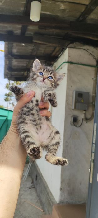 Мурлыкающие комочки счастья ищут дом