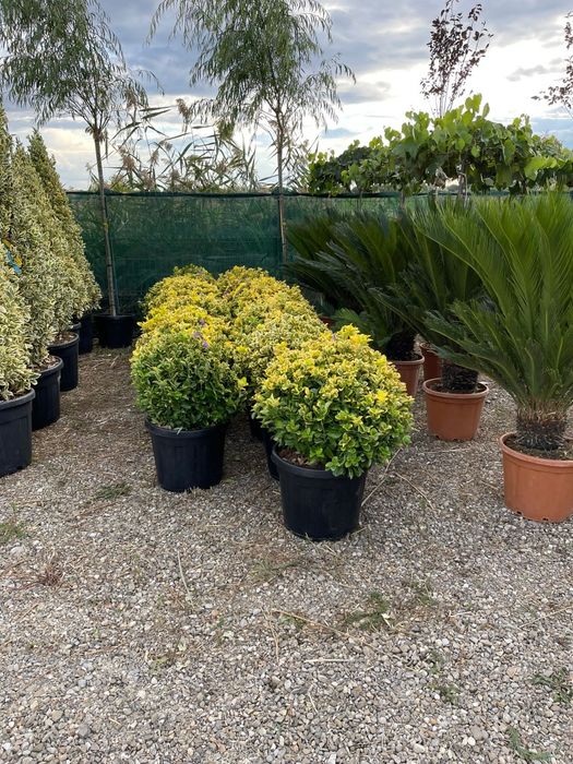 Vindem diferite specii de plante globulare