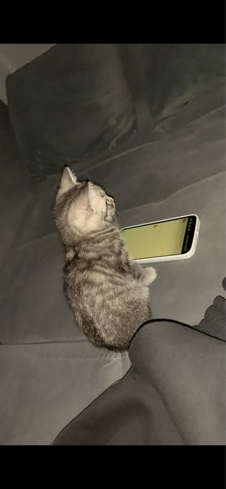 Отдам котенка 2 месяца