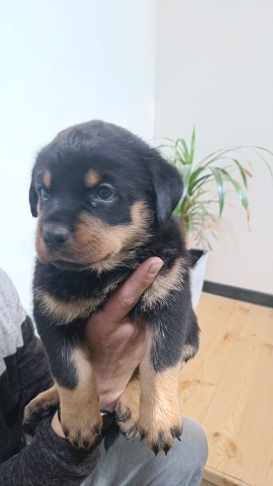 Щенки ротвейлера.