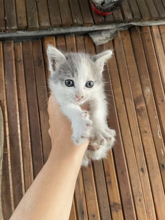 Дарю котенка двухмесячного