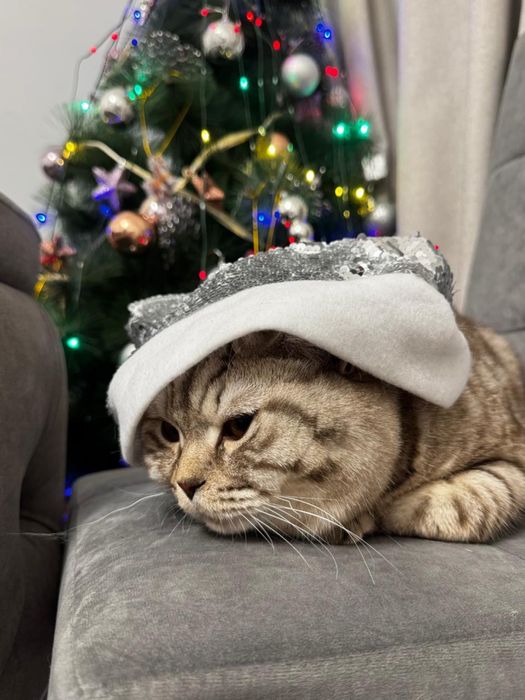 Отдам кота британский полушотланец кастрирован