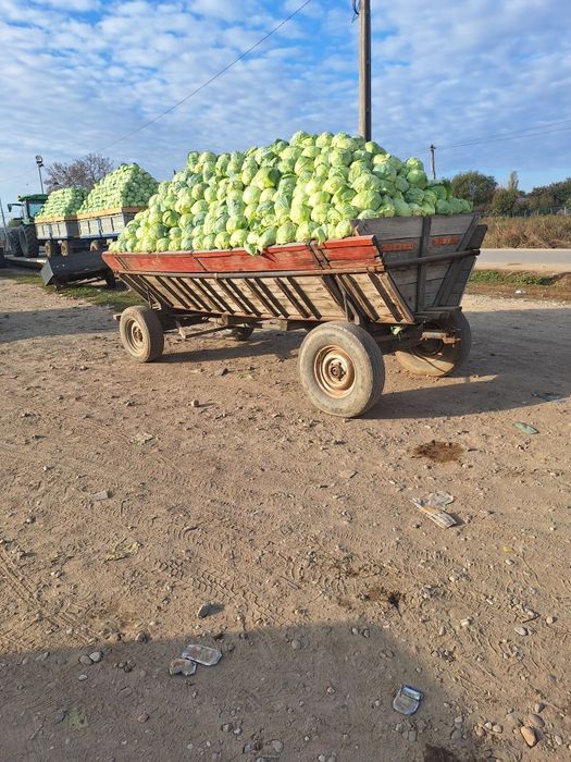 Vând varză româneasca