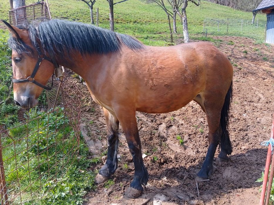 De vânzare mânză semi grea sau schimb