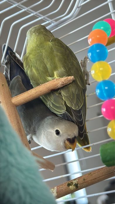 Vand  pereche  Agapornis cu  colivie si accesorii