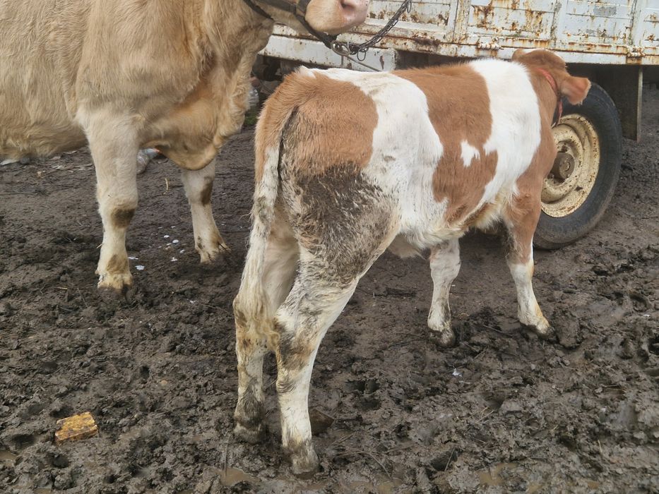 Vand vaca cu vitea cu tot