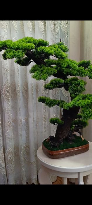 Бонсай из натуральных стволов!