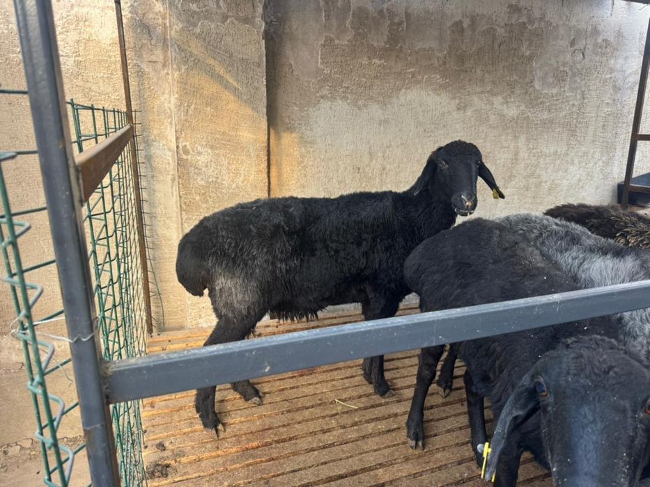 Баран, кой бар сатылады