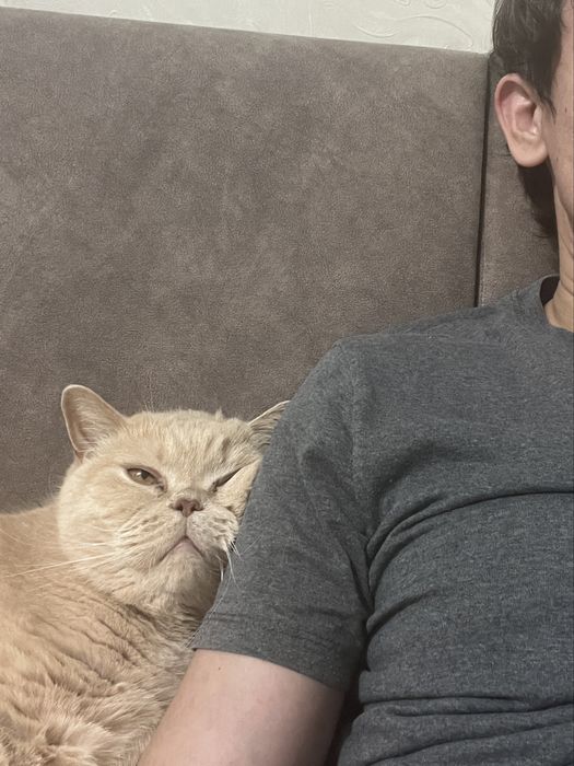 Кот Наполеон в добрые руки