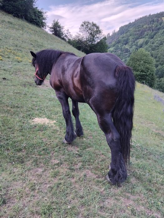 Armăsar de 2 ani de vânzare