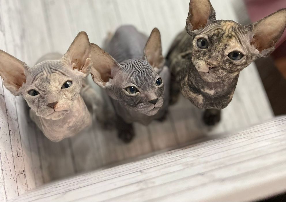 Донские Сфинксики.