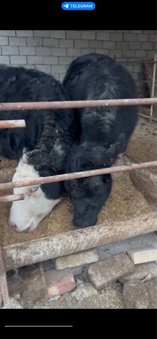 Simental angus  bugoz mollar sotiladi