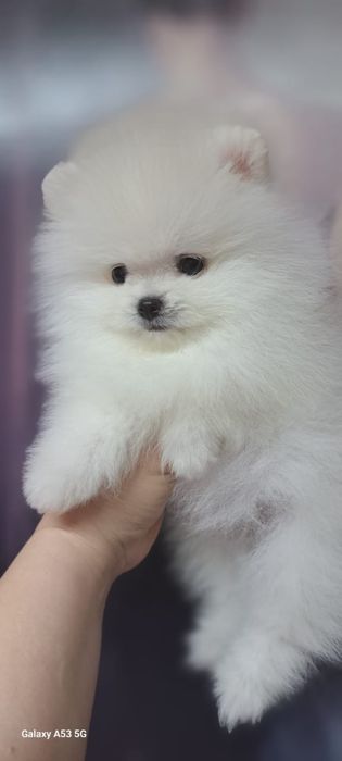 Продаются миниатюрные щенки шпиц