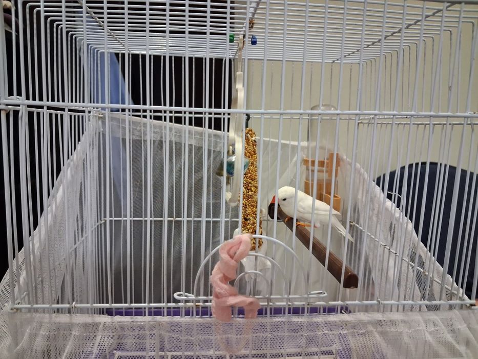 Амадины, экзотические попугаи