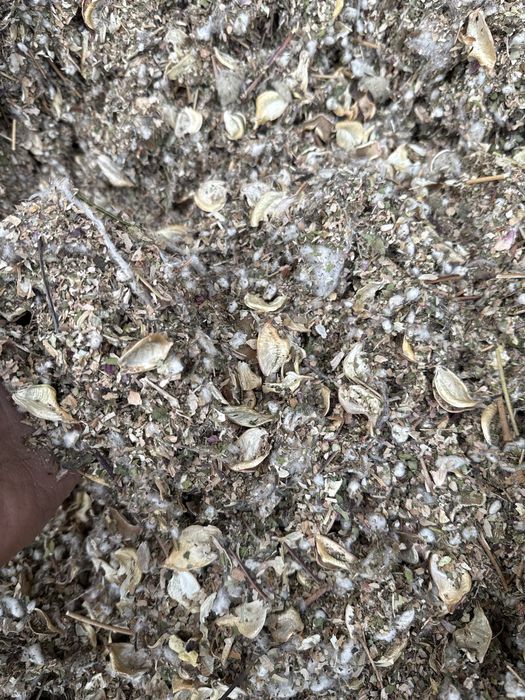 Мақта қауашағы сатылады, таза, құрғақ