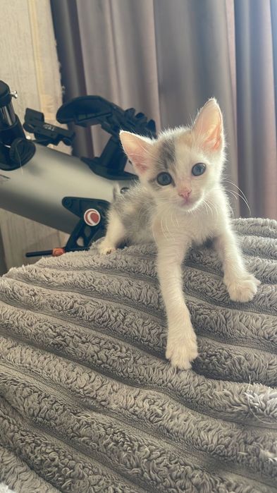 Отдам в добрые руки котёнка