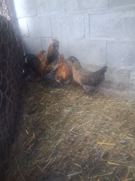 Срочно продам . Курей лакеданзий
