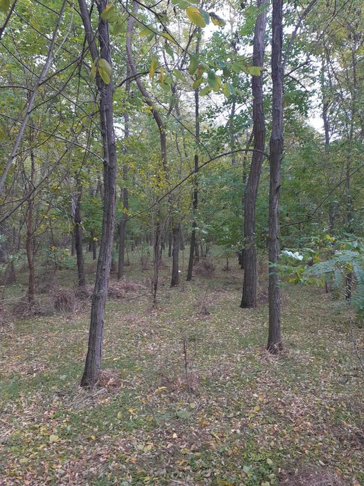 Vând pădure Mărgheni, Olt