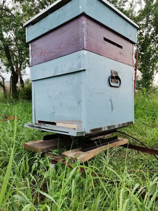 Lada Albibe 1/2 si  3/4 inclus tot inclusiv hranitor