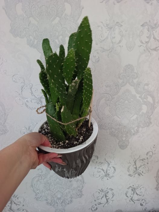 Продам  алое вера и опунцию