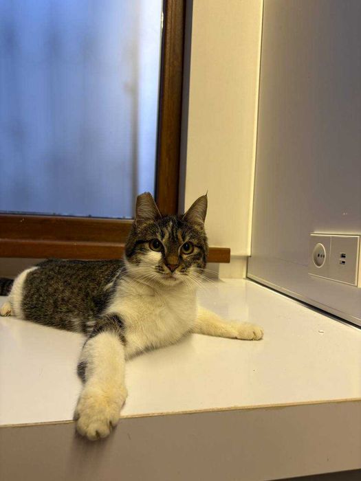 Пристраивается кошечка