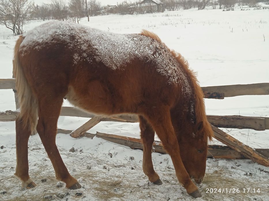 Продам жеребчика 1 год