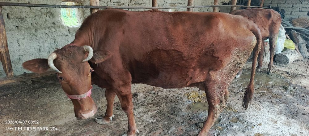 Boqilgan semiz sigir sotiladi