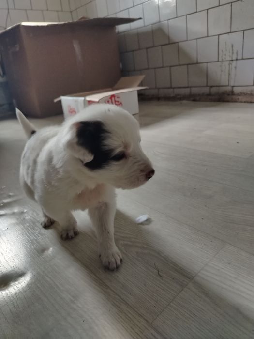 Chuponski it urg'ochi