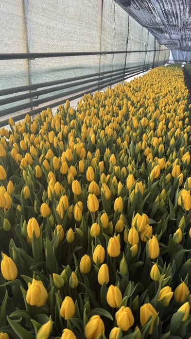 Тюльпаны оптом