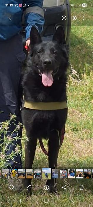 Вязка Восточный европейский авчарка