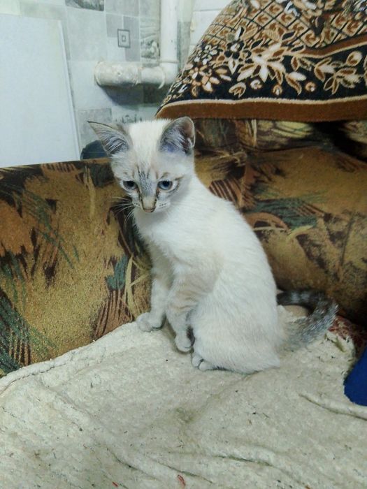 Отдам котят бесплатно